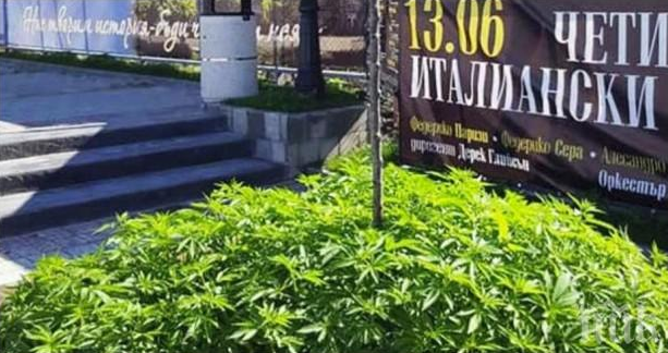 В болгарии марихуана символ конопли для ника